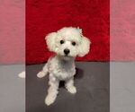 Sadie - Female Bichon Frise Puppy for Sale - Small photo