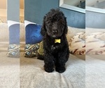 Small #7 F2 Aussiedoodle