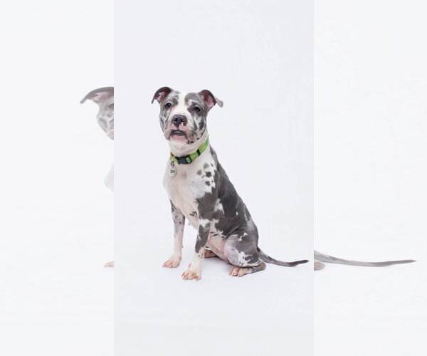 Medium Photo #2 Mutt Puppy For Sale in Rockville, MD, USA