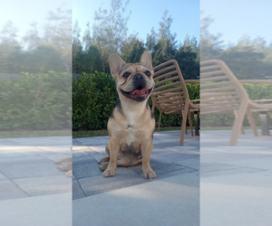 Mother of the French Bulldog puppies born on 04/07/2025