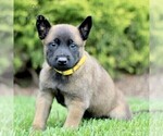 Small #2 Belgian Malinois