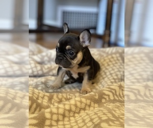 French Bulldog Puppy for sale in LEWISVILLE, NC, USA