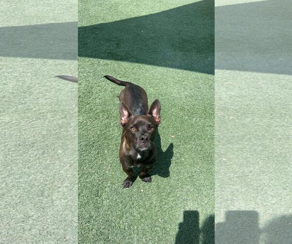 Medium Photo #9 Mutt Puppy For Sale in Rockwall, TX, USA