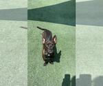 Small #8 Mutt