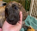 Small Photo #10 Great Dane Puppy For Sale in BURLESON, TX, USA