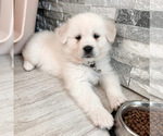 Small Photo #2 Golden Retriever-Samoyed Mix Puppy For Sale in LARGO, FL, USA