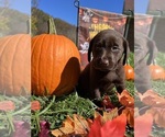 Small #1 Labrador Retriever