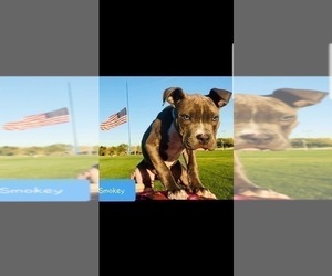 Medium American Pit Bull Terrier