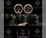 Puppy 16 Poodle (Miniature)