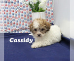 Puppy 2 Poodle (Toy)