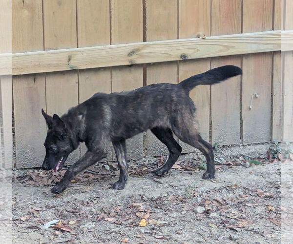 Medium Photo #2 Mutt Puppy For Sale in Munford, TN, USA