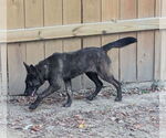 Small #1 Mutt
