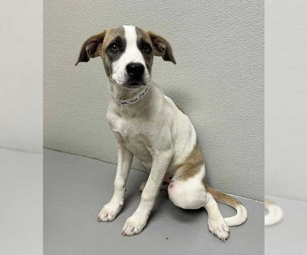 Medium Photo #1 Labrador Retriever-Unknown Mix Puppy For Sale in Genesee, WI, USA