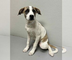 Medium Labrador Retriever Mix