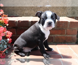 Boston Terrier Puppy for sale in SHILOH, OH, USA