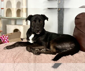 Labrador Retriever-Unknown Mix Dogs for adoption in Mount Laurel, NJ, USA