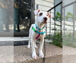 Small #2 American Staffordshire Terrier Mix