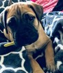Small Photo #1 Bullmastiff Puppy For Sale in ROYERSFORD, PA, USA