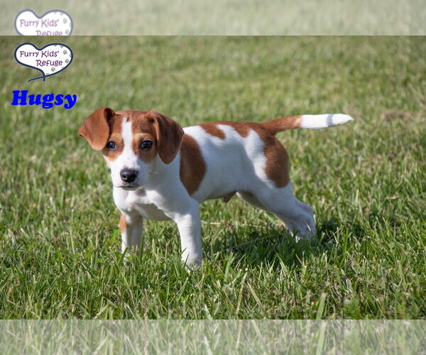 Medium Photo #3 Beagle-Unknown Mix Puppy For Sale in Lee's Summit, MO, USA