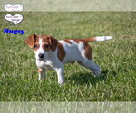 Small #2 Beagle Mix