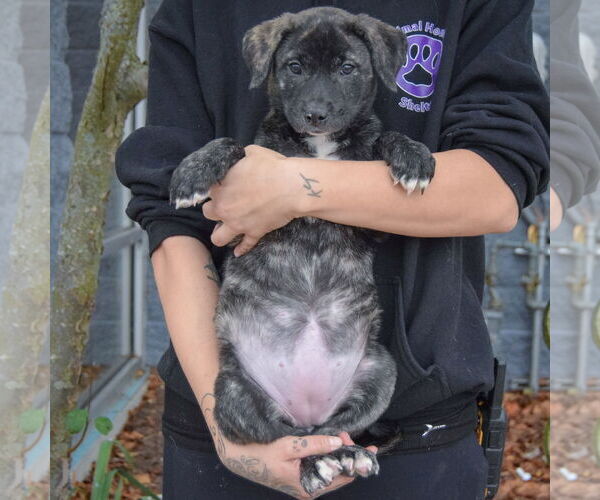 Medium Photo #4 Catahoula Leopard Dog-Labrador Retriever Mix Puppy For Sale in Huntley, IL, USA
