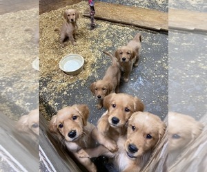 Golden Retriever Puppy for sale in COLUMBUS, IN, USA