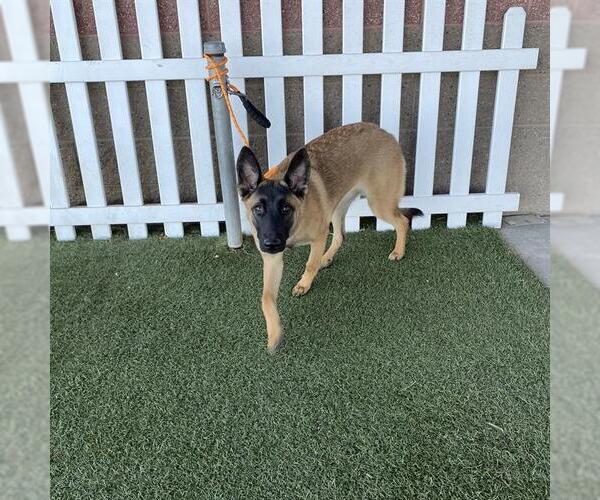 Medium Photo #1 Mutt Puppy For Sale in Modesto, CA, USA