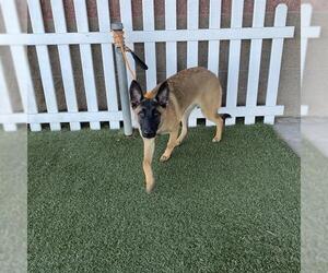 Mutt Dogs for adoption in Modesto, CA, USA