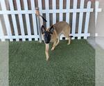 A615425 - Female Mutt Dog for Adoption - Small photo