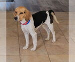 Small #5 Beagle