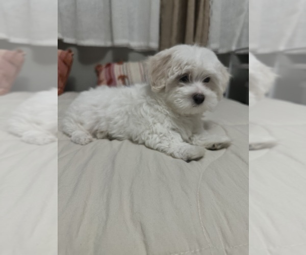 Medium Photo #2 Maltese Puppy For Sale in ONTARIO, CA, USA