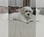 Small #1 Maltese