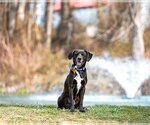 Small Photo #4 Labbe Puppy For Sale in Unionville, PA, USA
