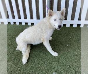 Pyrenees Husky Dogs for adoption in Modesto, CA, USA