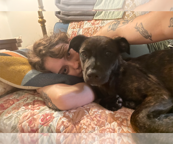 Medium Photo #5 Mutt Puppy For Sale in Holly Springs, NC, USA