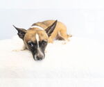 Small #14 Rat Terrier Mix