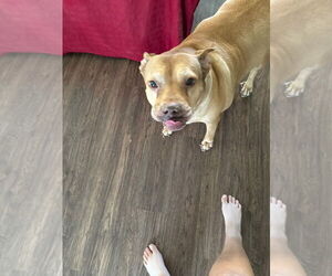 American Pit Bull Terrier-Unknown Mix Dogs for adoption in Chandler, AZ, USA