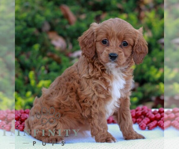 Medium Photo #4 Cavapoo Puppy For Sale in LITITZ, PA, USA
