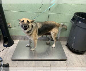 German Shepherd Dog-Unknown Mix Dogs for adoption in Grand Prairie, TX, USA