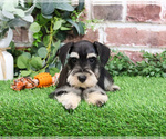 Small #9 Schnauzer (Miniature)