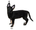 Small #3 German Shepherd Dog