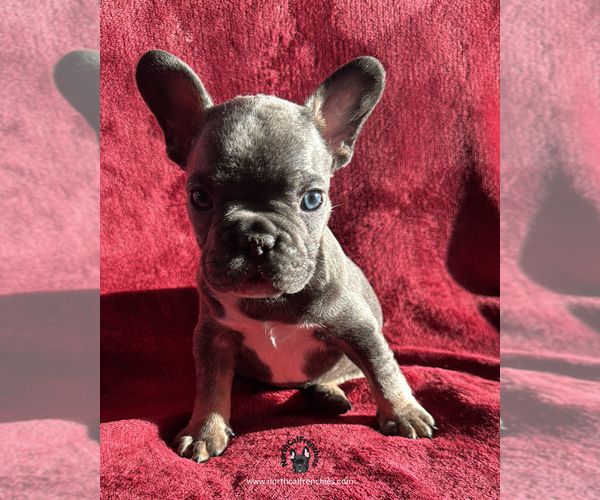 Medium Photo #2 French Bulldog Puppy For Sale in SACRAMENTO, CA, USA