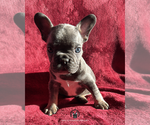 Small #1 French Bulldog