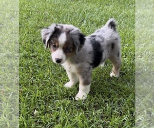 Miniature Australian Shepherd Puppy for sale in E LAURINBURG, NC, USA