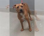 Small Bullboxer Pit
