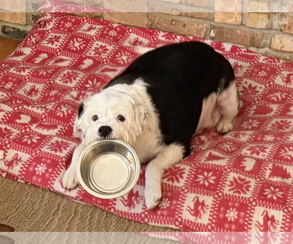 Medium Photo #2 Mutt Puppy For Sale in Brooklyn Center, MN, USA