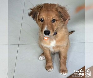 Colonial Cocker Spaniel-Unknown Mix Dogs for adoption in Washington, DC, USA