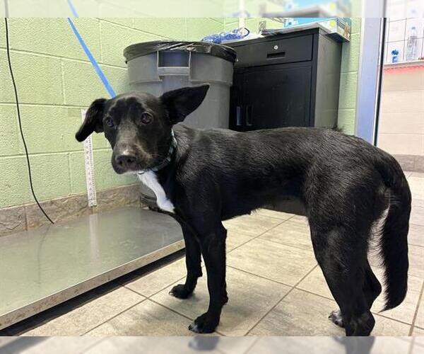 Medium Photo #1 Labrador Retriever-Unknown Mix Puppy For Sale in Grand Prairie, TX, USA