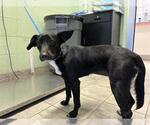 Small Labrador Retriever Mix