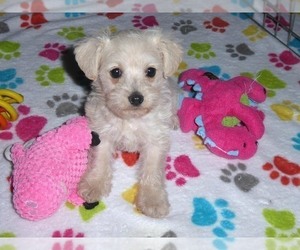 Schnoodle (Miniature) Dog for Adoption in ORO VALLEY, Arizona USA